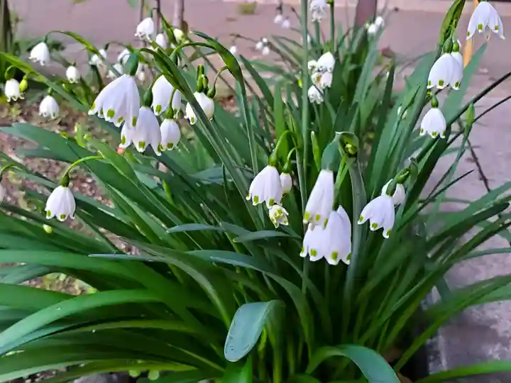 春日神社の自然