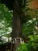秩父神社(埼玉県)
