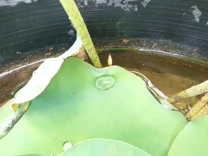 極楽山 浄土寺の自然