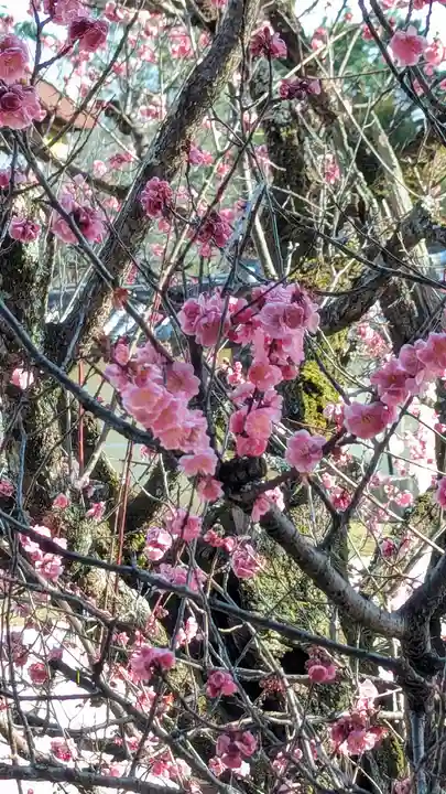 大覚寺(京都府)