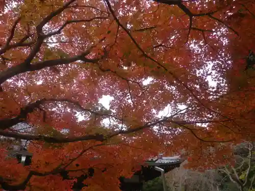 安國論寺（安国論寺）の自然