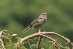 三春大神宮の自然