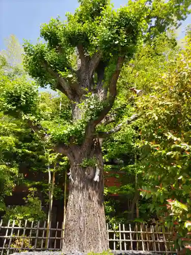 市谷亀岡八幡宮の自然
