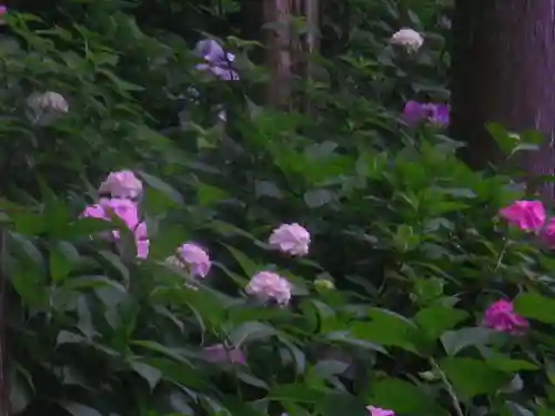 御霊神社の自然