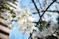 くまくま神社(導きの社 熊野町熊野神社)の自然