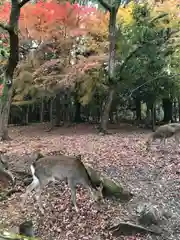 春日大社の動物