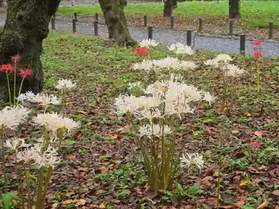 平野神社(京都府)