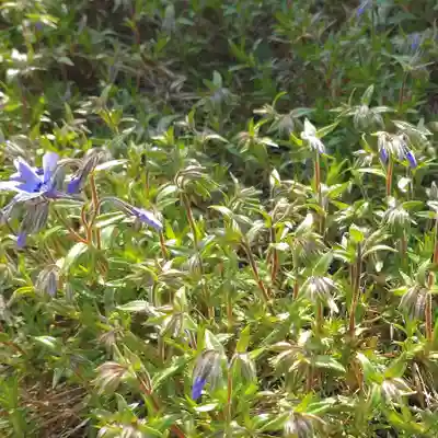 寿量山 速成寺(奈良県)