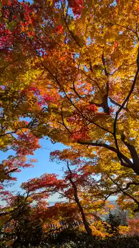 善峯寺(京都府)