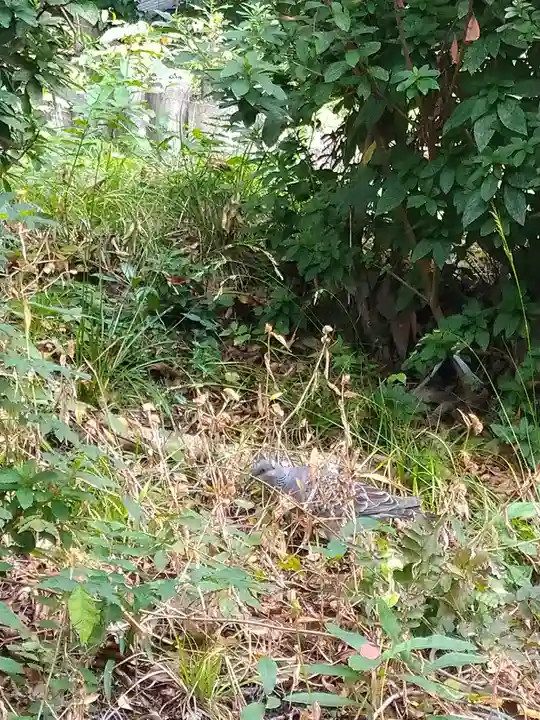 阿智神社の動物