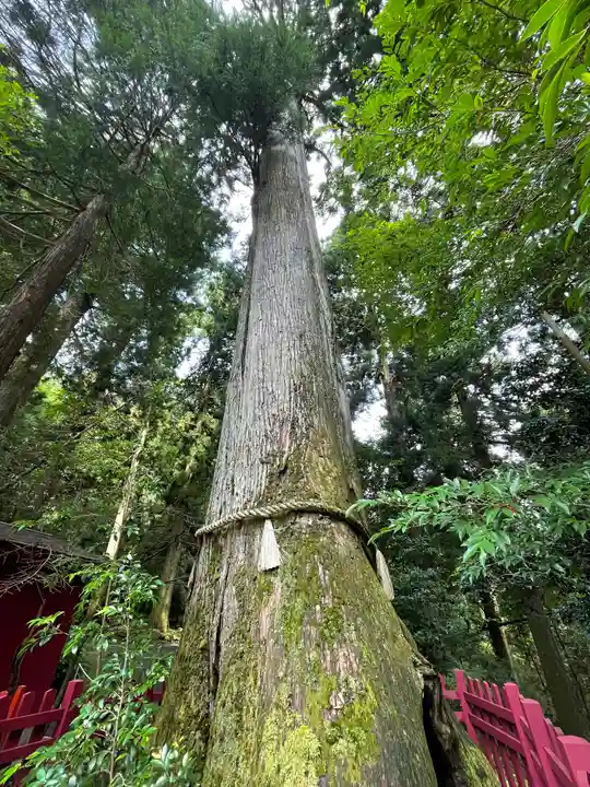 箱根神社の自然