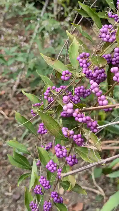 平野神社(京都府)