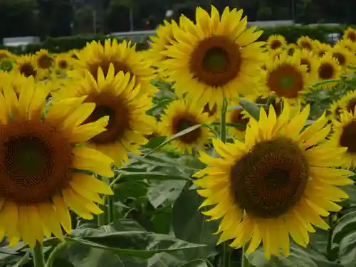 立志神社の自然