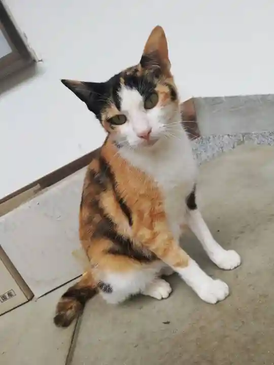 宇部観音千仏寺の動物