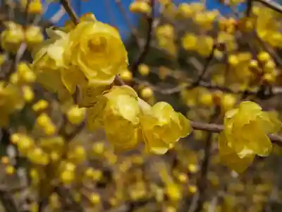板倉雷電神社(群馬県)