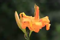 日枝神社の自然