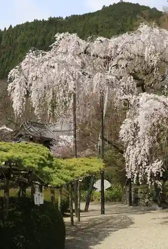 善峯寺(京都府)