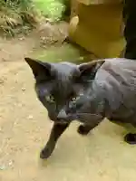 唐澤山神社の動物