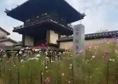 般若寺 ❁﻿コスモス寺❁(奈良県)