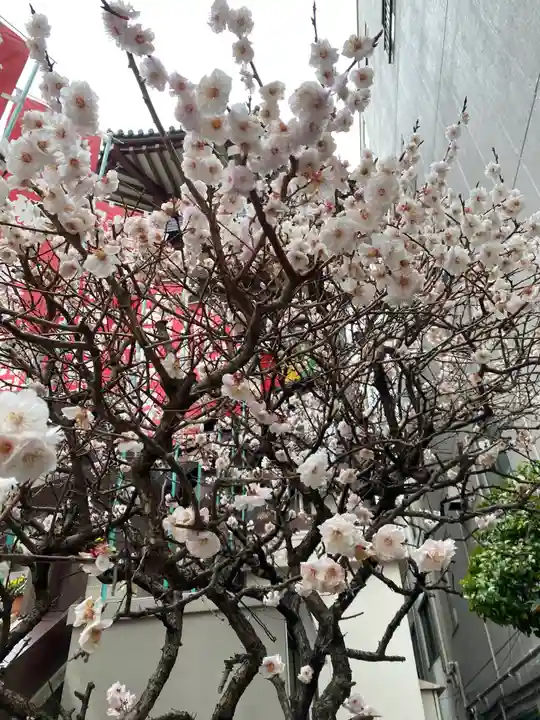 薬研堀不動院(川崎大師東京別院)の自然