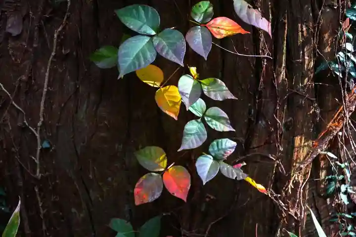 鹿島大神宮の自然