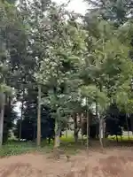 伏木香取神社の自然