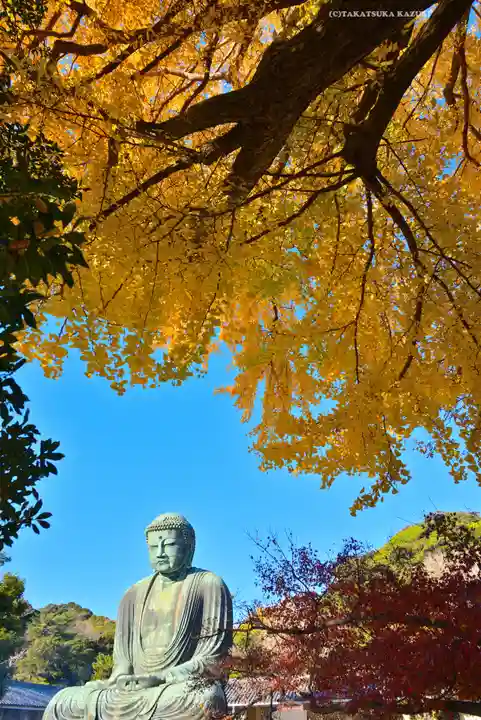 高徳院(神奈川県)