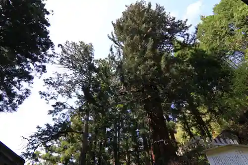 楯和気神社の自然