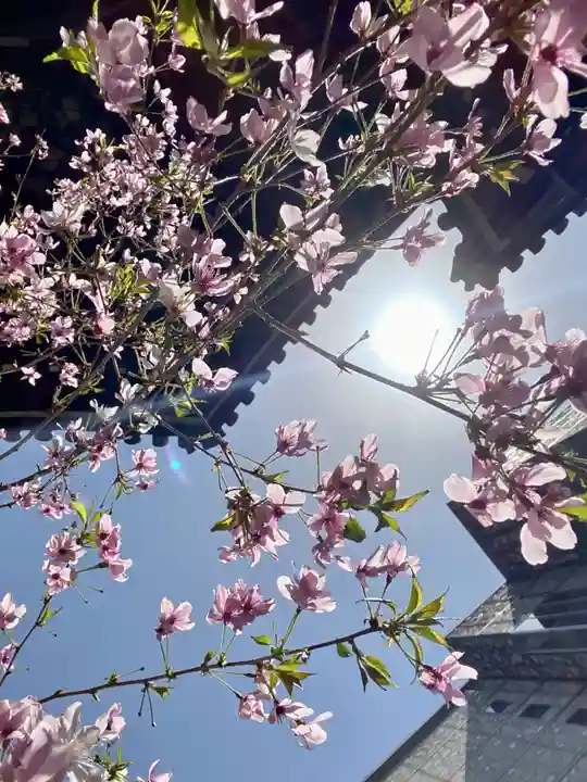 頂法寺(六角堂)の自然