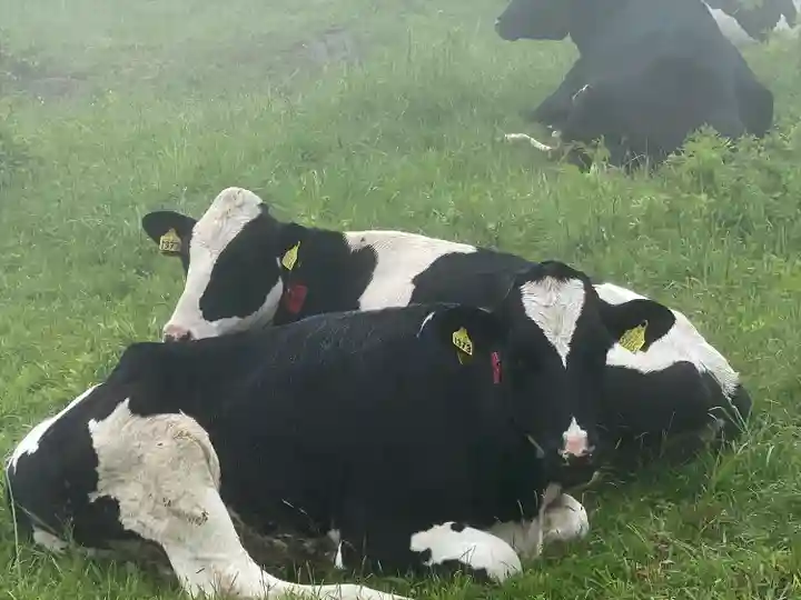 禰固岳神社の動物