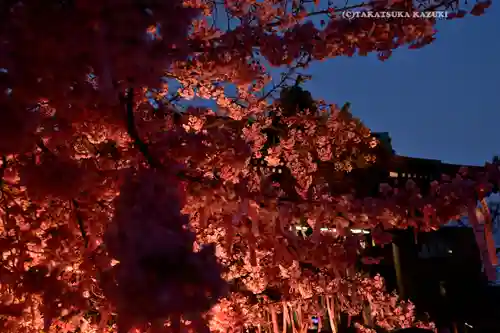 桜神宮(東京都)