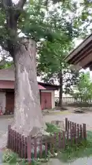 日野八坂神社の自然