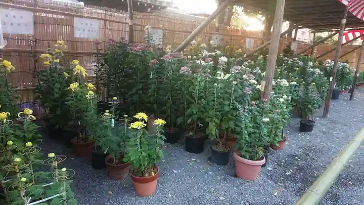 尾張大國霊神社(国府宮)の自然