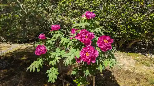 圓光寺(京都府)