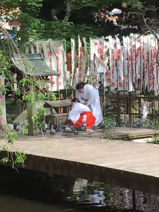 平塚八幡宮の動物