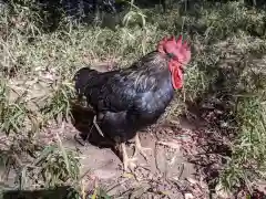 谷保天満宮の動物