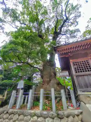 八幡社(西)の自然