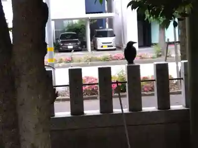 杉杜白髭神社(福井県)