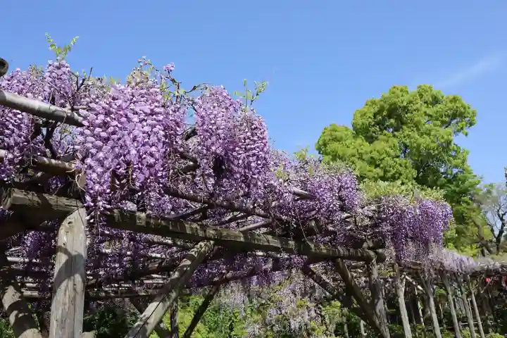 亀戸天神社(東京都)