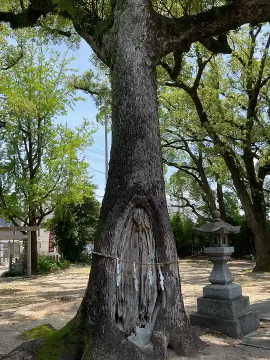 六所社(金城町)の自然