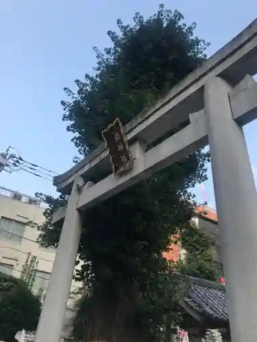 柏神社の鳥居