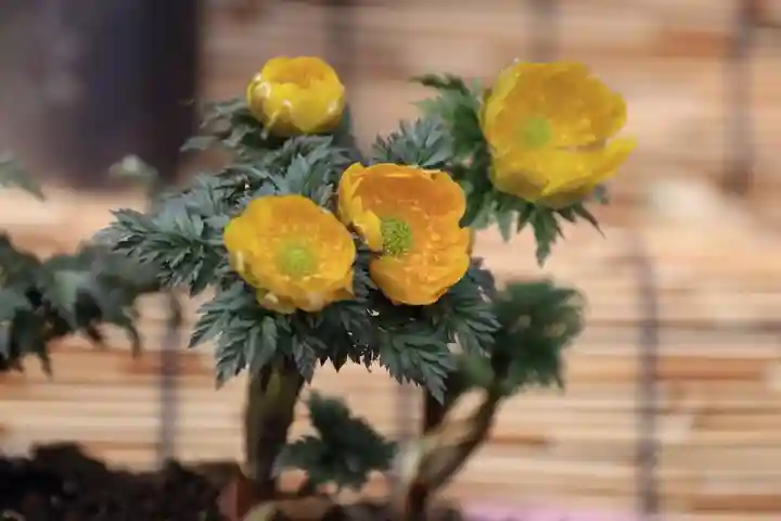 阿邪訶根神社のその他建物