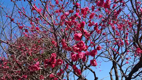 亀戸天神社の自然