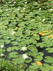 丹生大師 神宮寺の自然