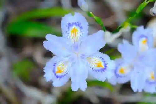 善峯寺(京都府)