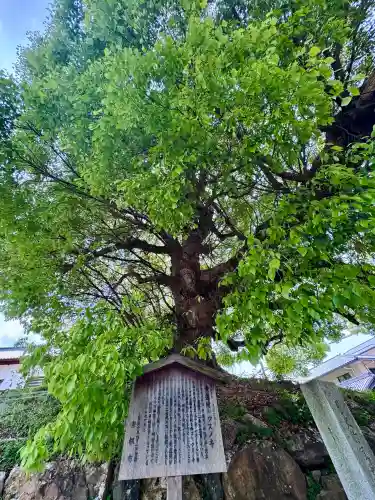 青蓮院門跡の{uncategorized: "未分類", other: "その他", undefined: "問題あり", building: "その他建物", grave: "お墓", sacred_gate: "鳥居", guardian: "狛犬", statue: "像", buddha: "仏像", history: "歴史", nature: "自然", garden: "庭園", animal: "動物", pagoda: "塔", temizu: "手水舎", mountain_gate: "山門・神門", sanctuary: "本殿・本堂", subordinate: "末社・摂社", art: "芸術", scenery: "景色", jizo: "地蔵", ema: "絵馬", goshuin: "御朱印", omikuji: "おみくじ", items: "授与品その他", amulet: "お守り", goshuincho: "御朱印帳", eats: "食事", festival: "お祭り", votive_dance: "神楽", shichigosan: "七五三参", wedding: "結婚式", experience: "体験その他", initially: "初詣", around: "周辺", anti_infection: "感染症対策"}