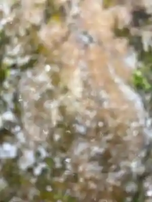 河上神社(兵庫県)