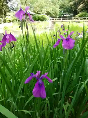 出雲大社(島根県)