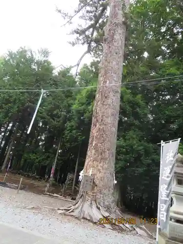 滑川神社 - 仕事と子どもの守り神の自然
