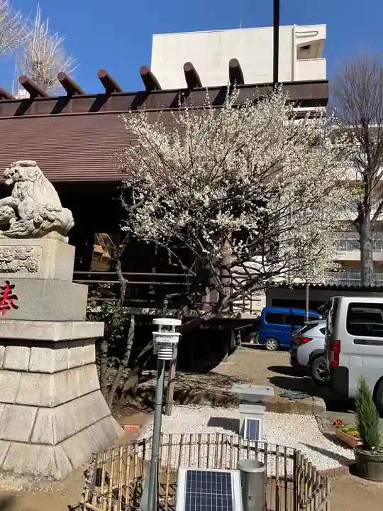 高円寺氷川神社(東京都)